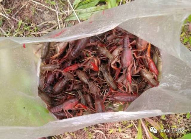 嘉定最新野釣地，科技與自然融合，垂釣新紀元開啟