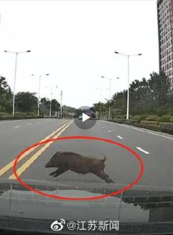池州一高校內(nèi)驚現(xiàn)狂奔野豬,絕對評價_BIJ50.836復古版