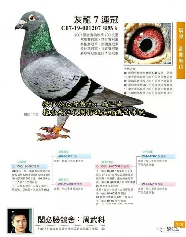 名家講鴿最新視頻，深度探討與觀點闡述的鴿子世界