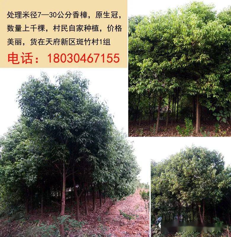 最新苗木免費求購信息匯總與觀點論述