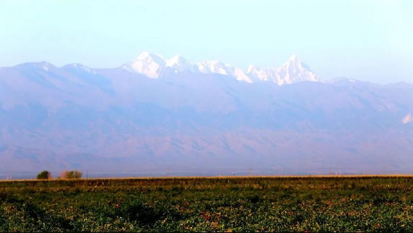 中糧屯河重組最新動態解析，重組信息一覽無余