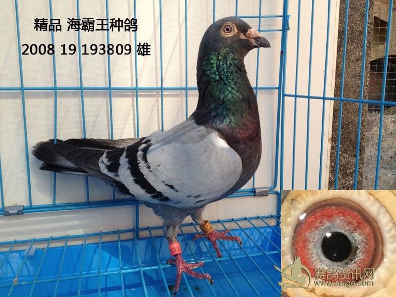 最新海霸王定價鴿的日常趣事揭秘