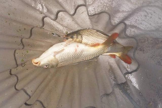 盧旺達魚類最新動態，汲取變革力量，成就自信人生