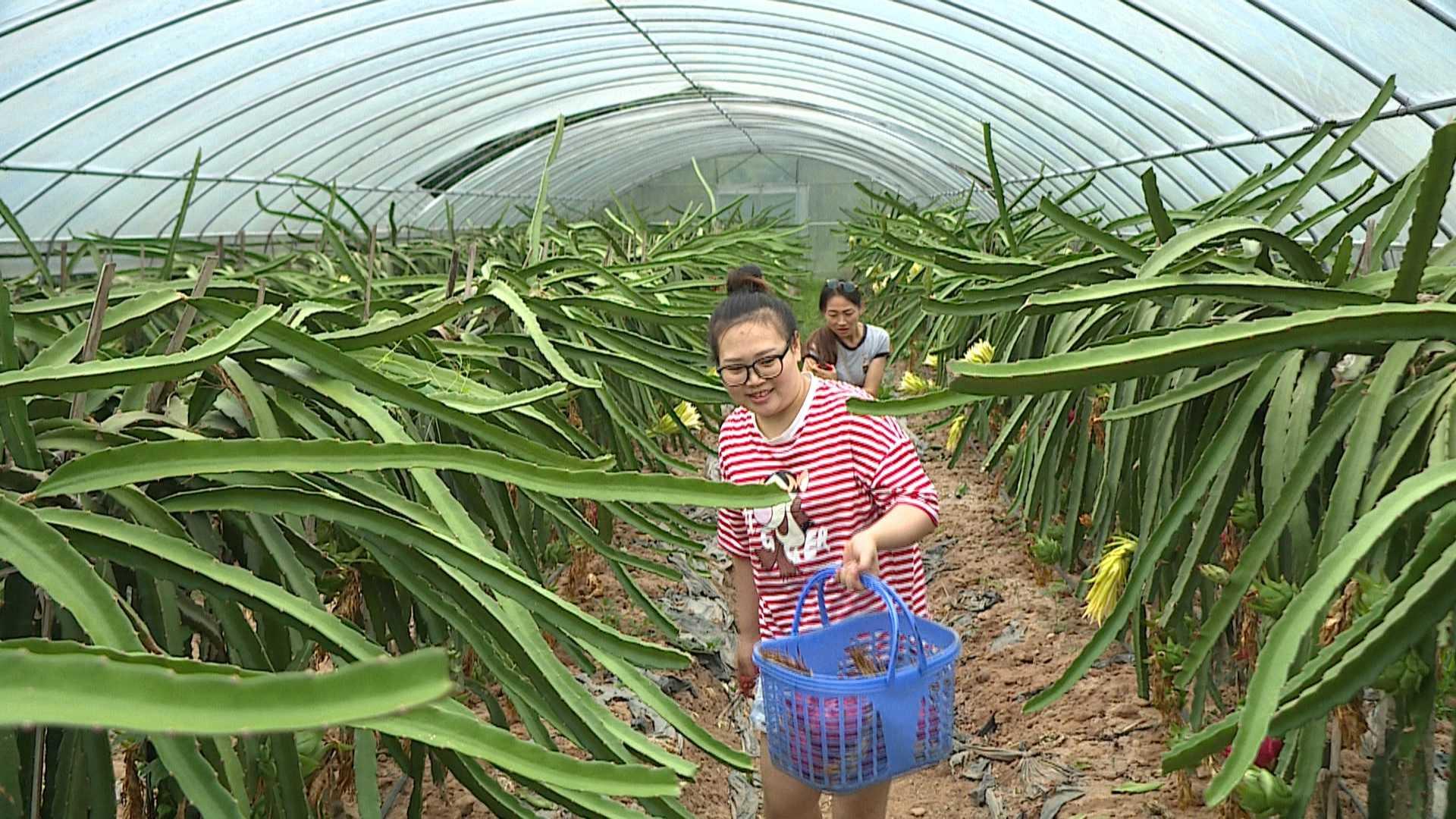 臺(tái)灣火龍果新品種，從萌芽到繁榮的果實(shí)之旅