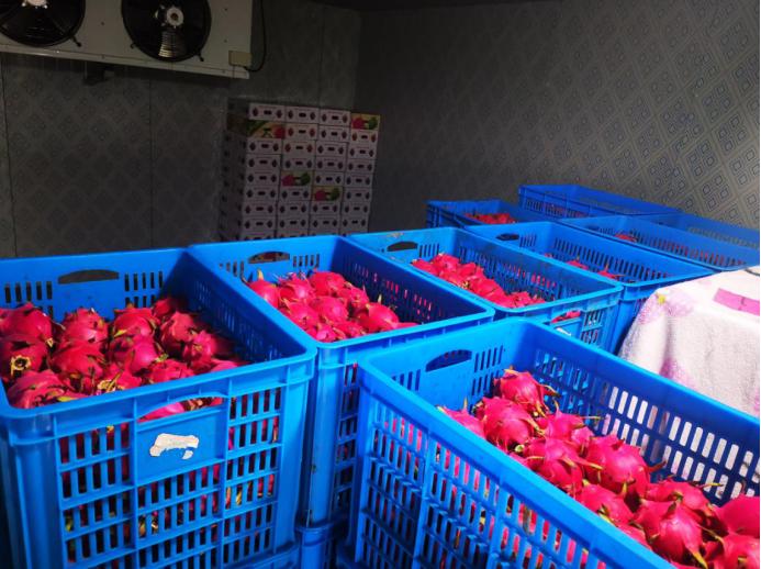 臺灣火龍果新品種,從萌芽到繁榮的果實之旅