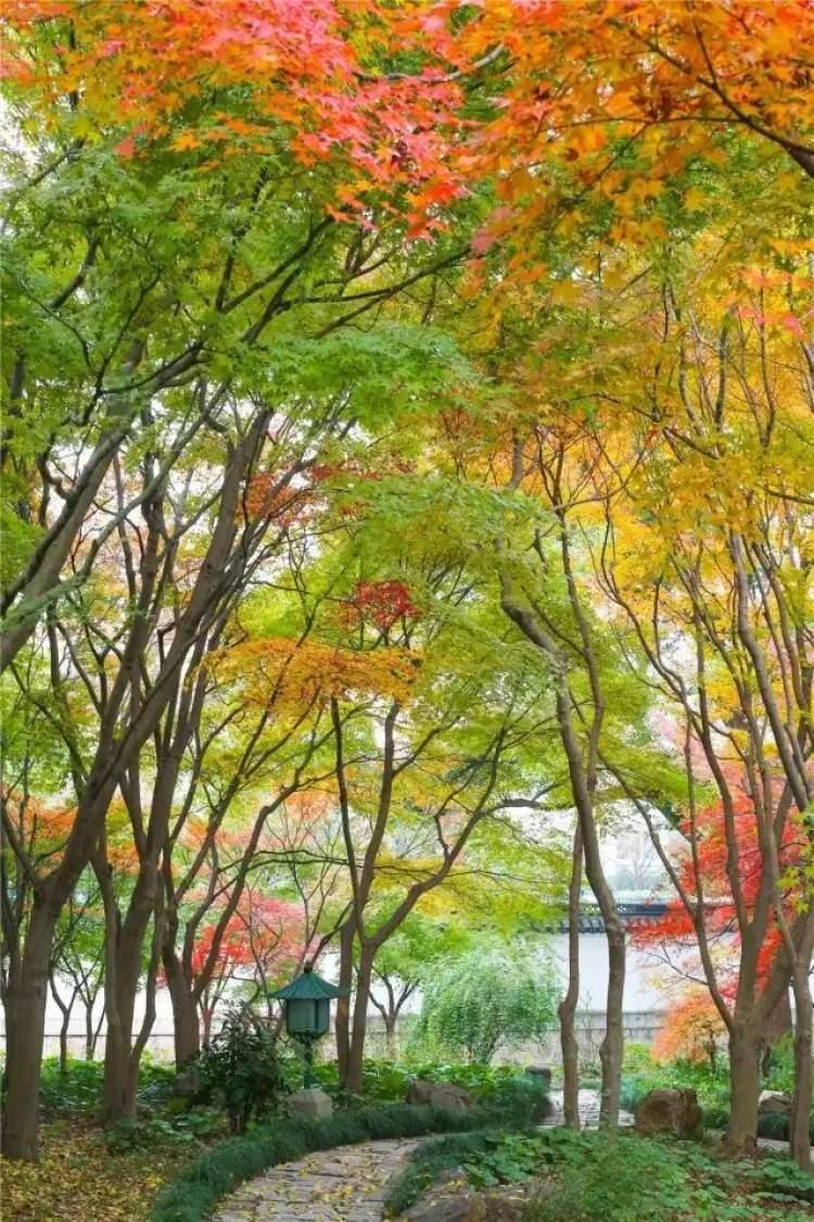 秋季盛景中的絢爛篇章，楓葉紅最新消息揭秘