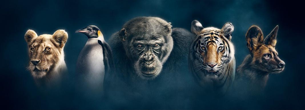 大轟炸電影,歷史、科技與藝術的完美交織之旅