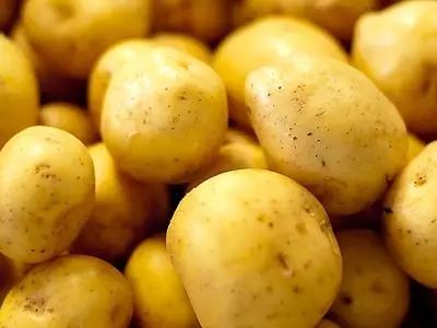 廣東土豆最新行情揭秘，價(jià)格走勢(shì)與小巷深處的土豆魅力