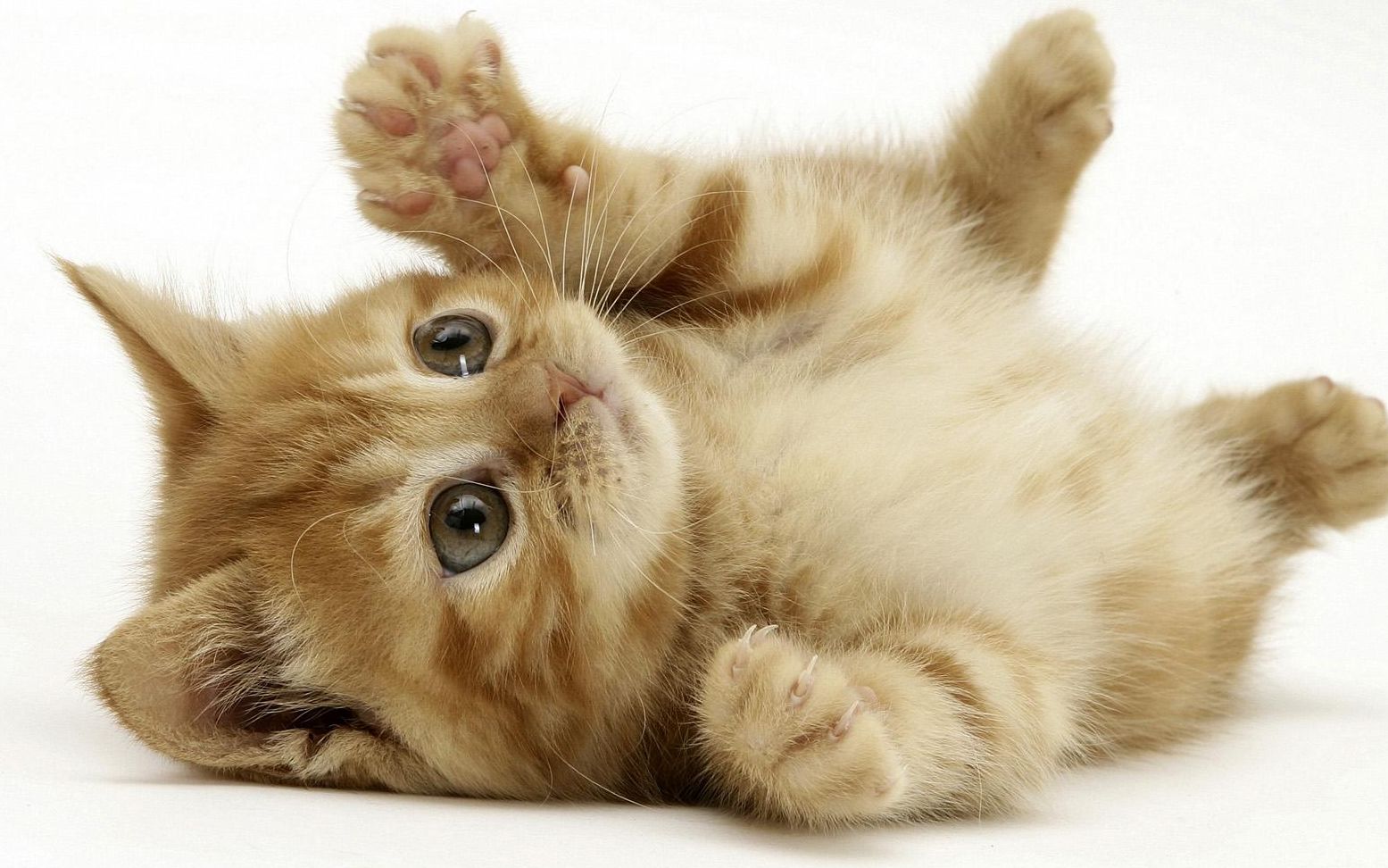 最新貓咪趣事,萌貓歡樂時刻