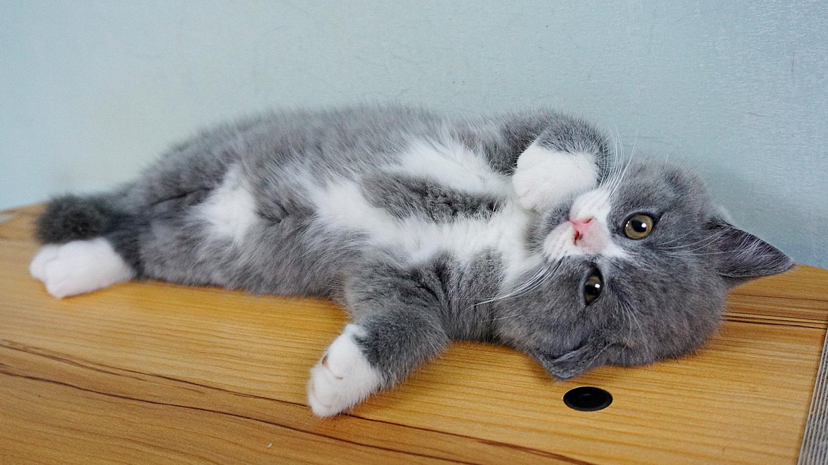 最新貓咪趣事,萌貓歡樂時刻