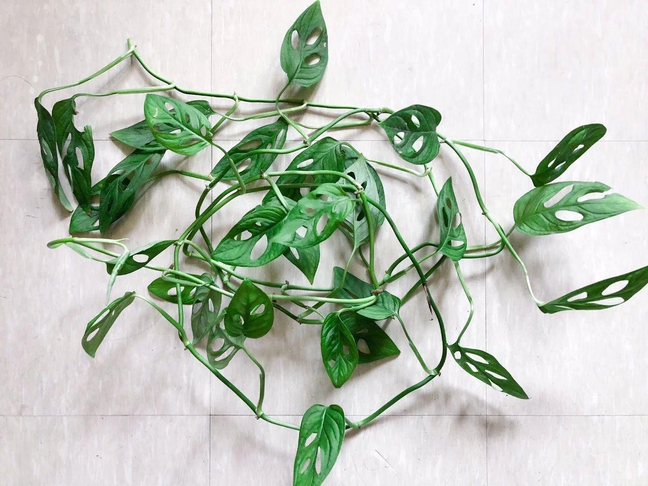 揭秘最新入侵工具,深度剖析入侵技術(shù)風(fēng)險!