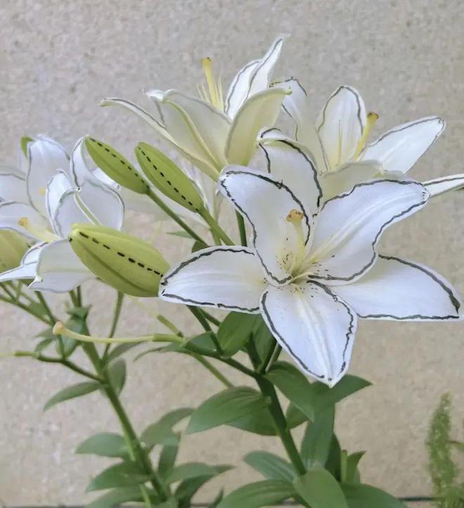 今年百合價格行情深度解析與論述