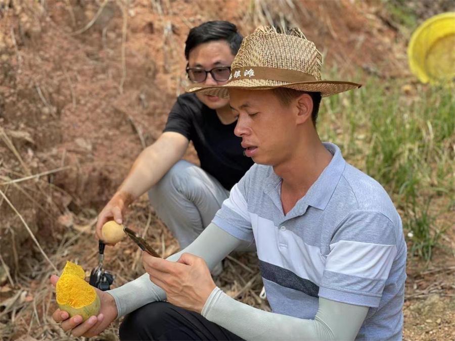 北京芒果行情詳解,選購、鑒別與投資的初學者與進階用戶指南