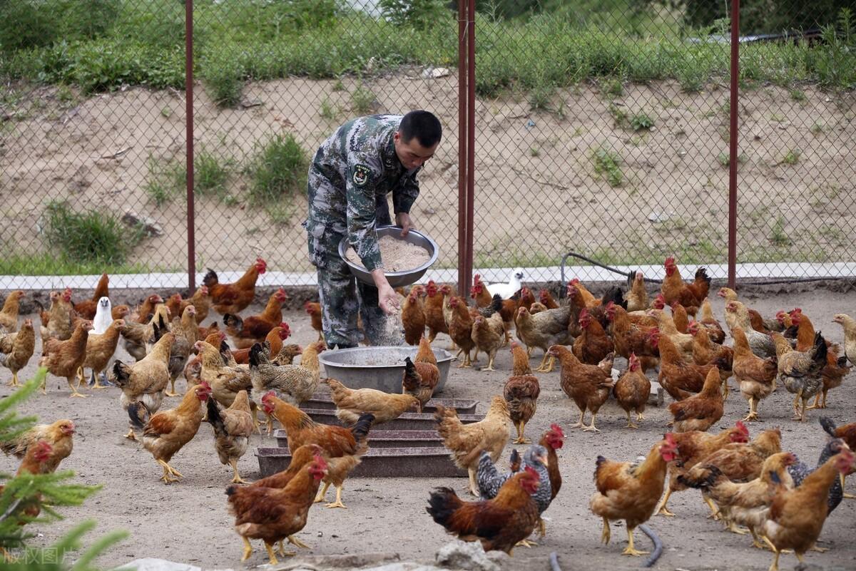 麻雞今日價格行情最新動態