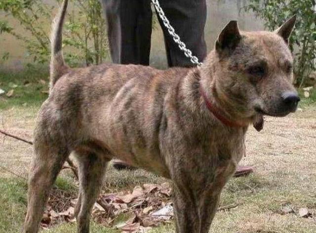 俄羅斯男明星,星光璀璨的時(shí)代巨匠