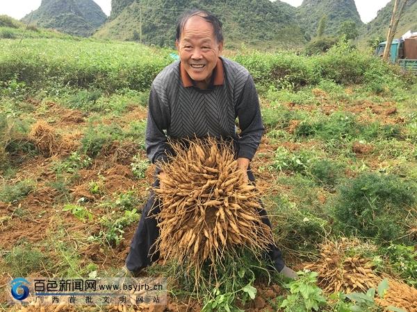 天冬價(jià)格走勢解析，市場趨勢下的多元解讀