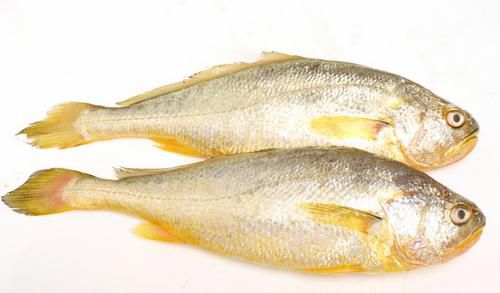 黃魚行情與科技新品，智能生活新潮流的引領者