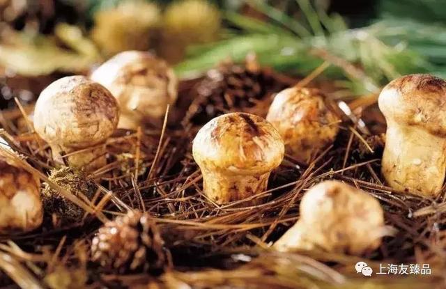 最新松茸，科技與生活融合的高科技產品亮相！