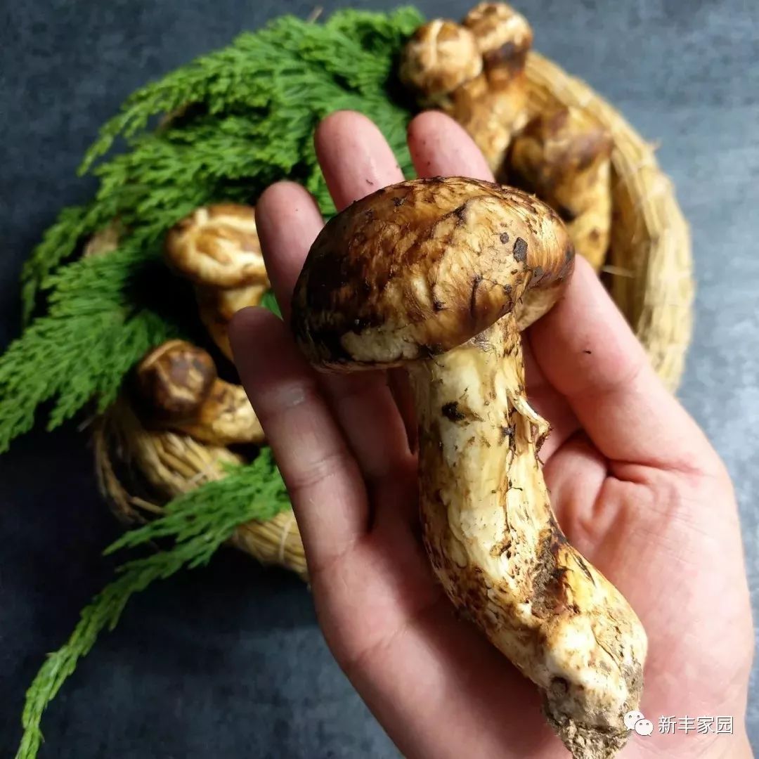 最新松茸,科技與生活融合的高科技產(chǎn)品亮相!