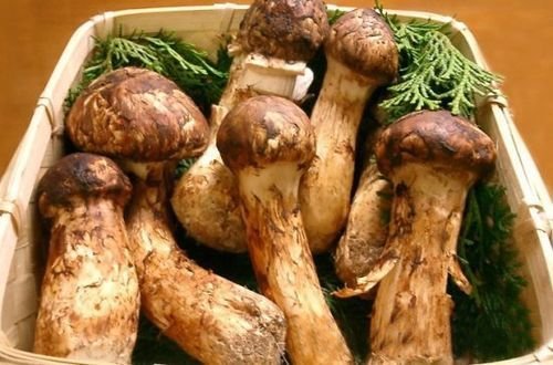 最新松茸,科技與生活融合的高科技產(chǎn)品亮相!