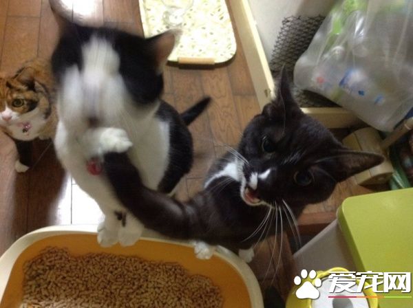 粉喵最新任務與學習技能指南,詳細步驟助你輕松上手!