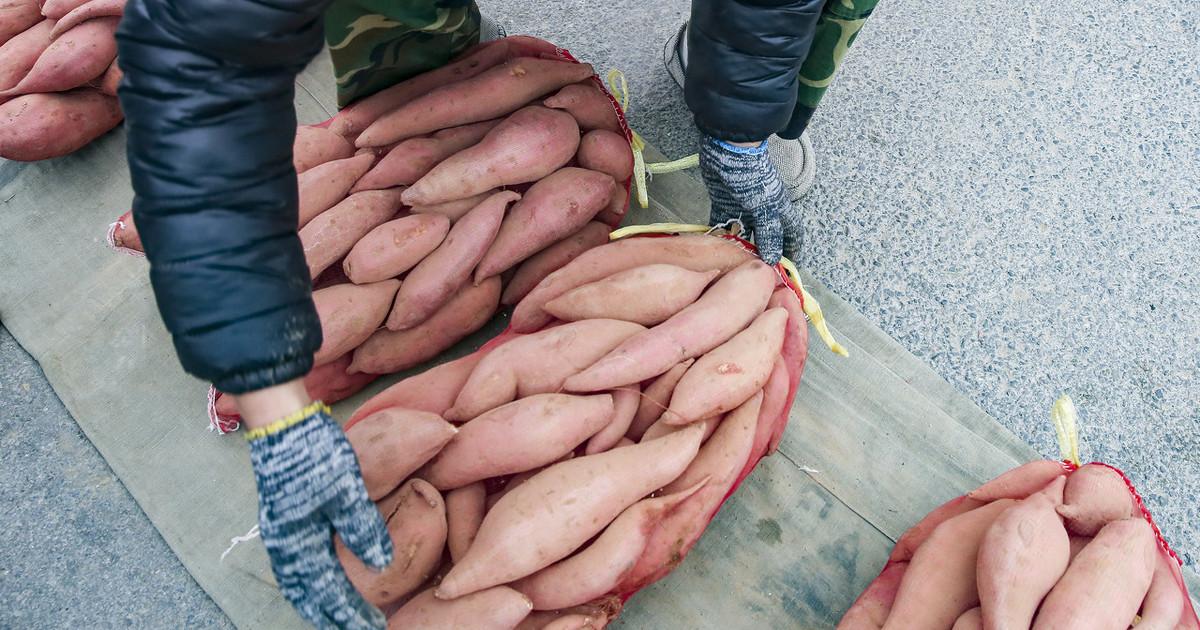 地瓜最新吃法探索,當(dāng)代美食文化中的地瓜魅力與地位