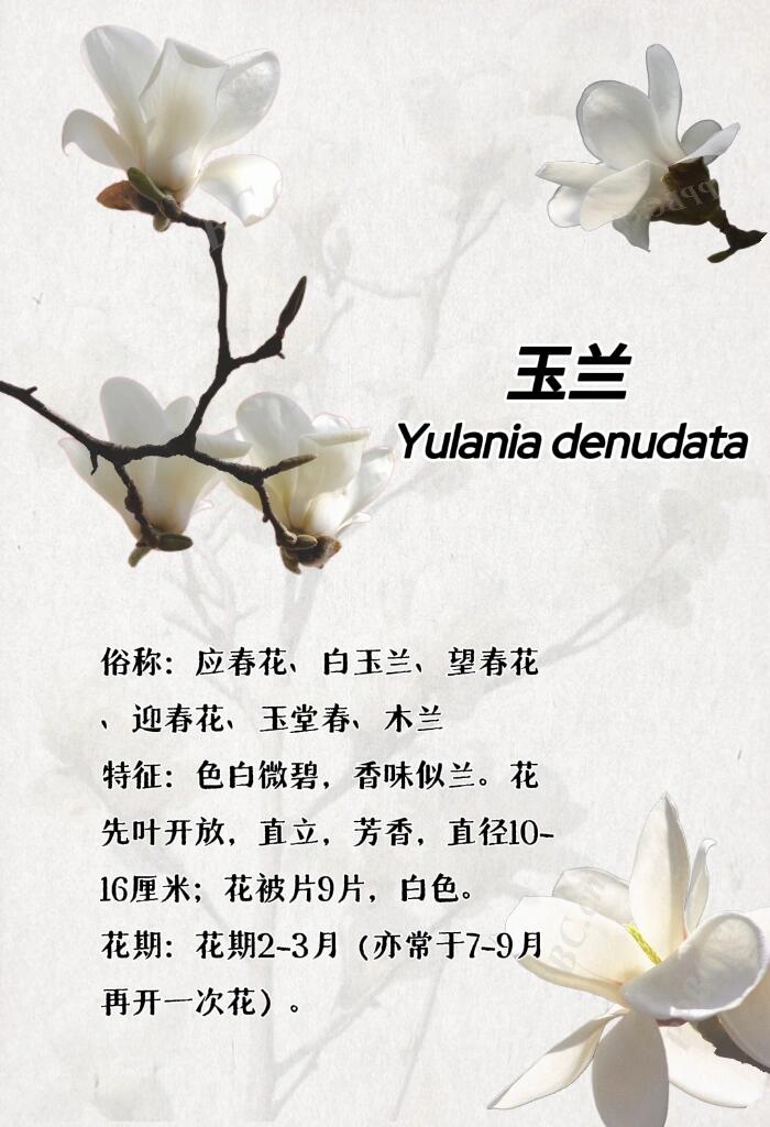 最新玉芝蘭，與自然美景的邂逅與內心平和之旅